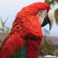 Red Macaw