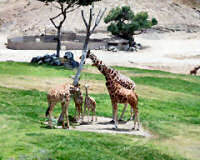 Giraffes at the Wild Animal Park