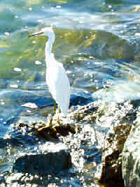 Egret on the waterfront