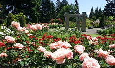 The International Rose Garden