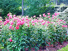 The International Test Rose Garden